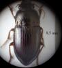 Amara consularis